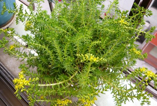 佛甲草的花语是什么，佛甲草花语和传说