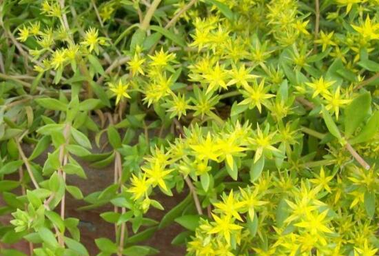 佛甲草的花语是什么，佛甲草花语和传说