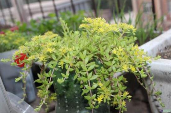 佛甲草的花语是什么，佛甲草花语和传说