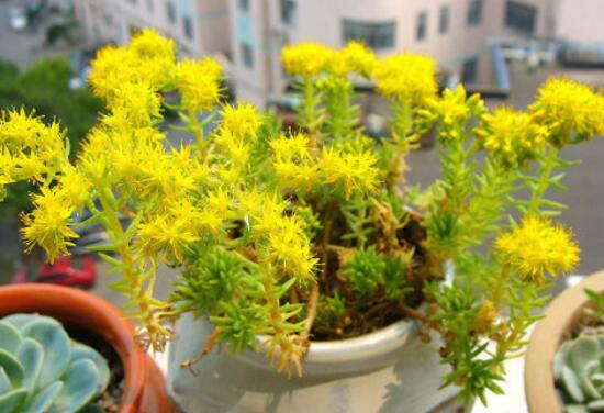 佛甲草的花语是什么，佛甲草花语和传说
