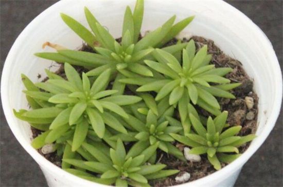6个步骤教你养爆盆佛甲草