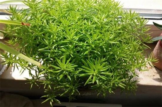 6个步骤教你养爆盆佛甲草