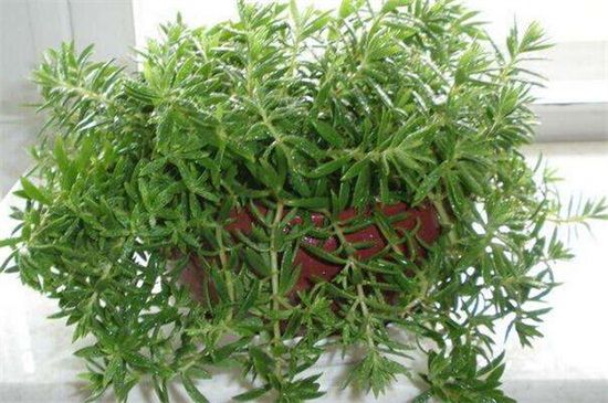 6个步骤教你养爆盆佛甲草