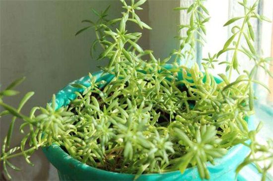 6个步骤教你养爆盆佛甲草