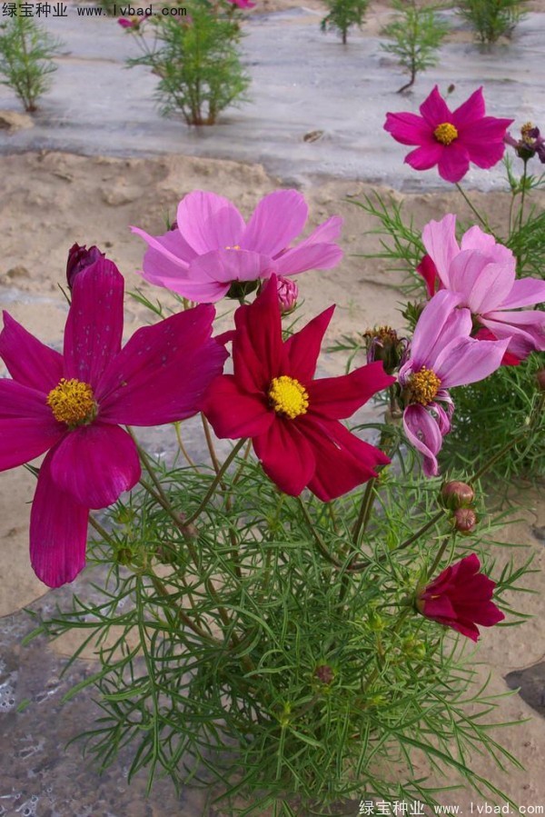 格桑花秋季可以播种吗？