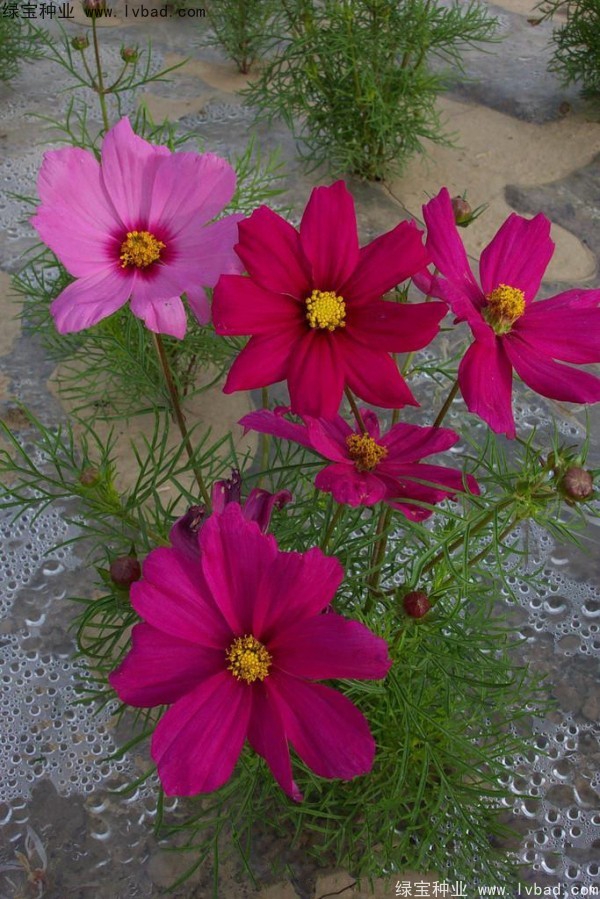 格桑花秋季可以播种吗？