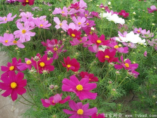 格桑花秋季可以播种吗？