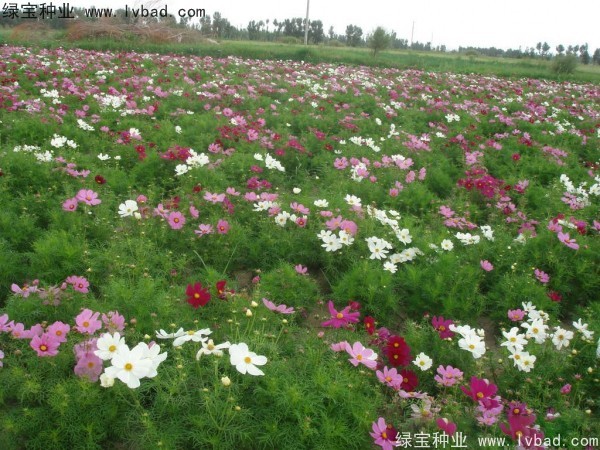 格桑花秋季可以播种吗？