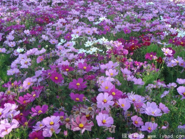 格桑花秋季可以播种吗？