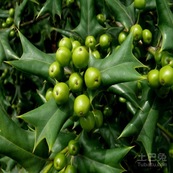 枸骨树图片鉴赏