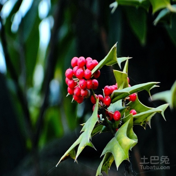 枸骨树图片鉴赏