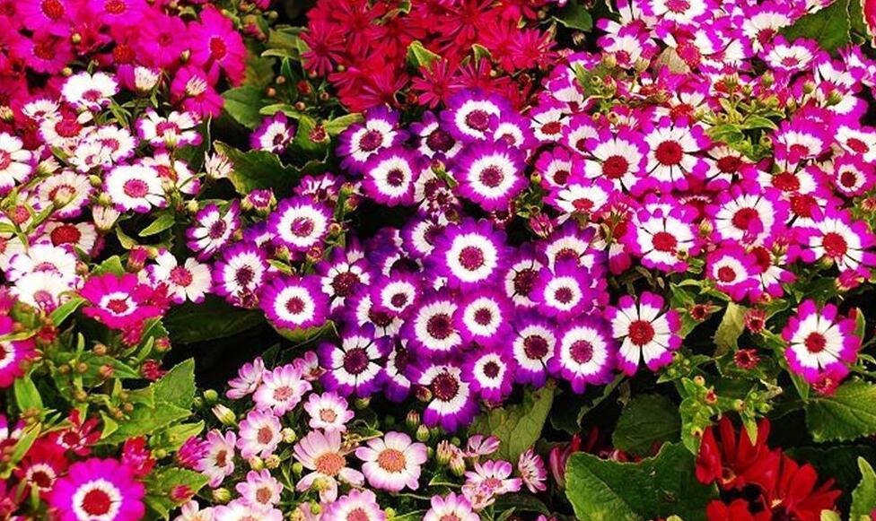 瓜叶菊不开花的原因