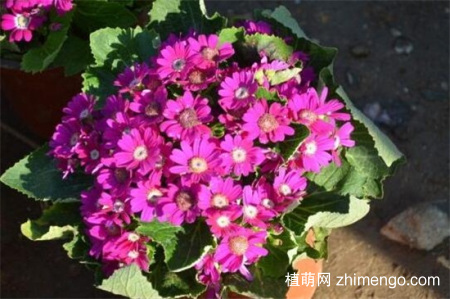 瓜叶菊什么时候开花，瓜叶菊开花时间1-4月