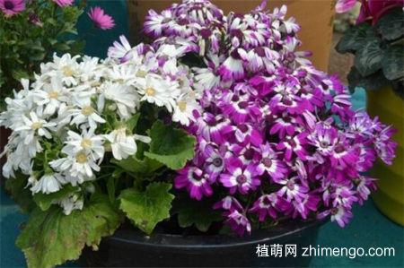 瓜叶菊什么时候开花，瓜叶菊开花时间1-4月