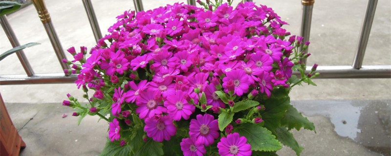 瓜叶菊单花可以扦插吗