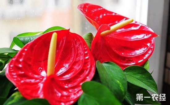 火鹤花能放卧室吗？火鹤花对房间有什么好处？