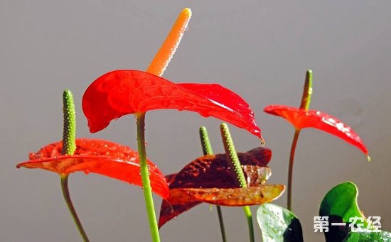 火鹤花为何长不高？火鹤花长不高的原因