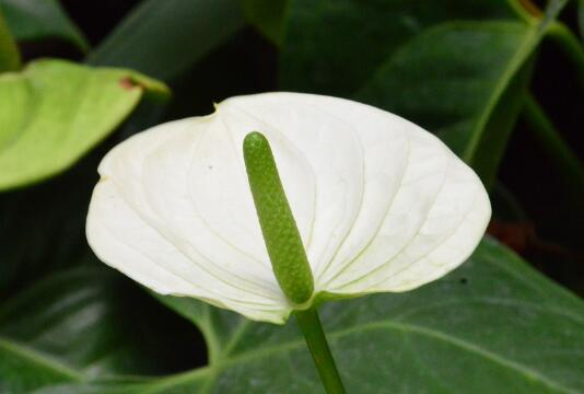 火鹤花的寓意是什么，火鹤花的花语有哪些/热情/热血