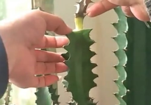 龙骨嫁接虎刺梅的技巧
