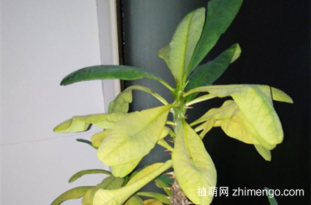 虎刺梅叶子发黄是怎么回事，怎么办(图)