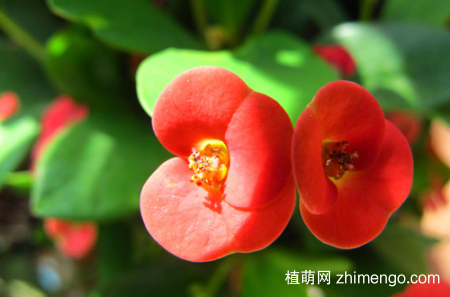 虎刺梅叶子发黄是怎么回事，怎么办(图)