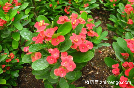 虎刺梅叶子发黄是怎么回事，怎么办(图)
