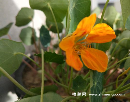 旱金莲怎么扦插，时间5月，10月到12月进行