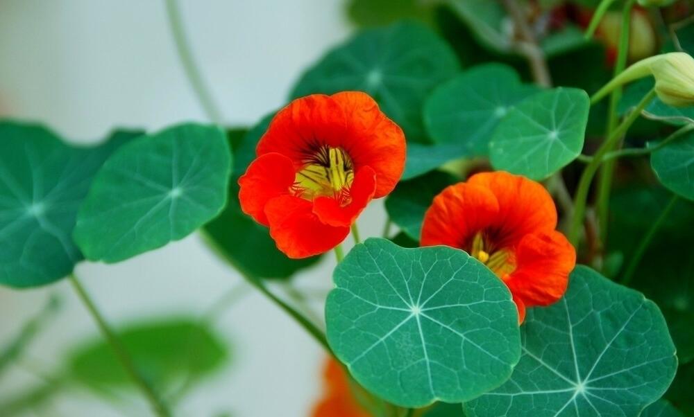 旱金莲什么时候播种？旱金莲什么时候开花？