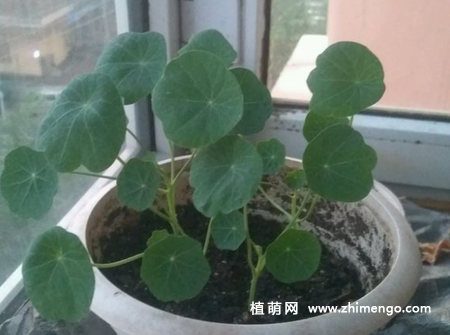 盆栽的旱金莲不开花怎么办，3种原因