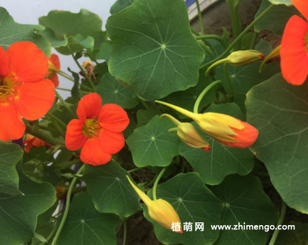 盆栽的旱金莲不开花怎么办，3种原因