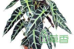 海芋黄叶是什么原因，怎么办