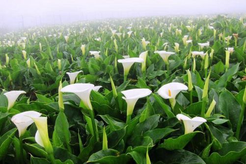 海芋怎么养，海芋的养殖