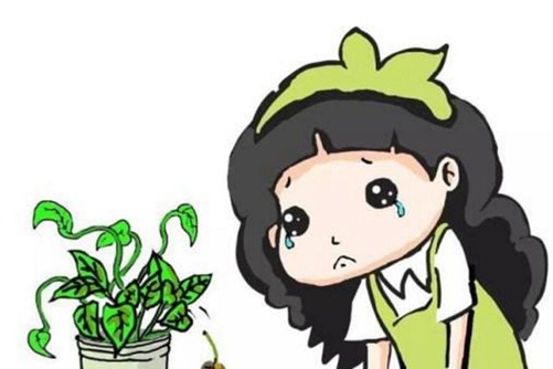 海芋叶子发黄怎么办