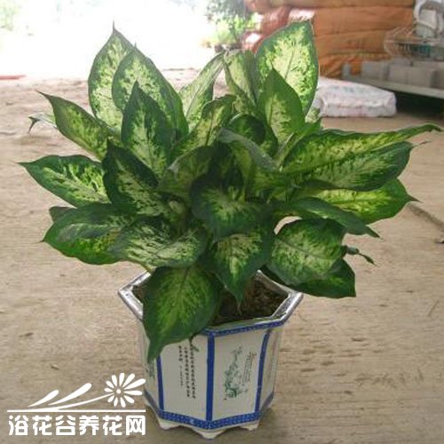 花叶万年青冻伤怎么办？