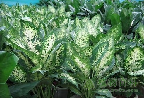 【认识花叶万年青】花叶万年青简介