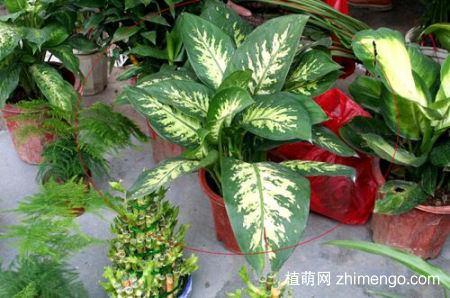 花叶万年青怎么养，花叶万年青的养殖方法和注意事项
