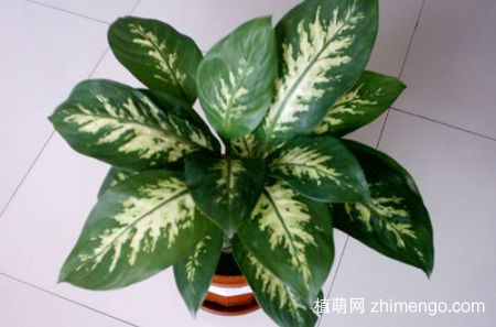 花叶万年青怎么养，花叶万年青的养殖方法和注意事项