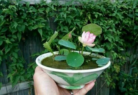 荷花不用土可以吗？详解荷花无土栽培的方法