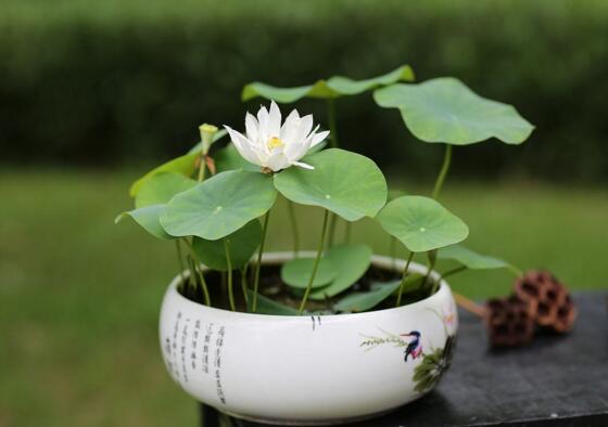 荷花不用土可以吗？详解荷花无土栽培的方法
