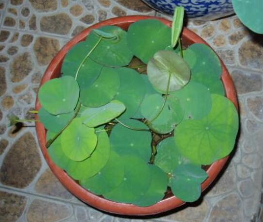 荷花种子的种植方法？从莲子到荷花只需5步