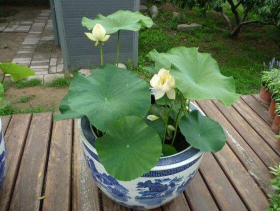 荷花种子的种植方法？从莲子到荷花只需5步