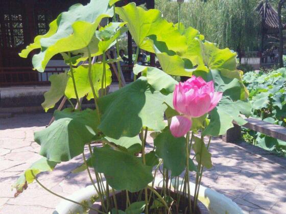 荷花种子的种植方法？从莲子到荷花只需5步