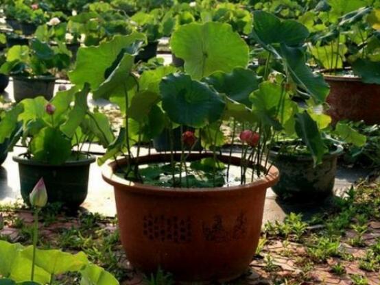 荷花种子的种植方法？从莲子到荷花只需5步