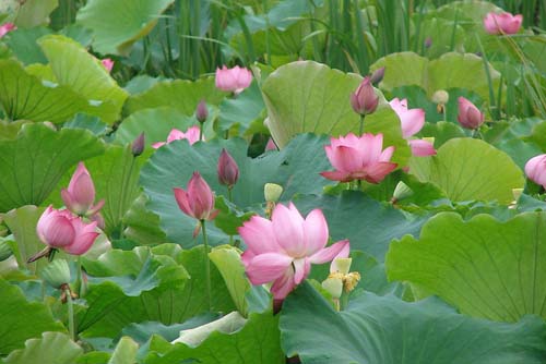 荷花常见病虫害防治方法
