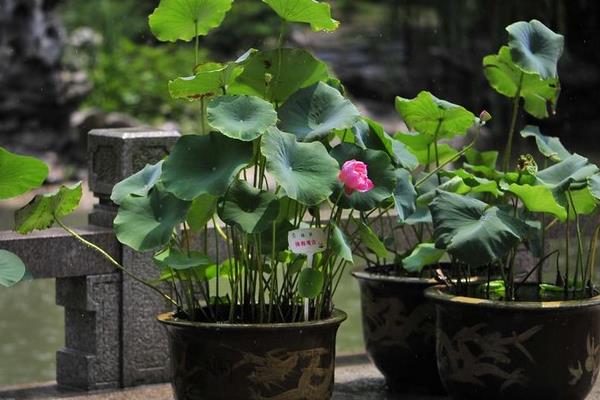 荷花盆栽不开花的原因及解决方法  荷花的花期是什么时候