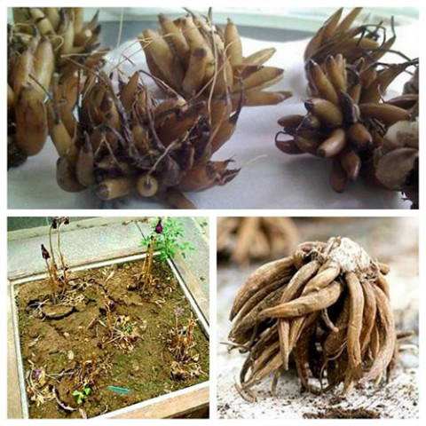 花毛茛开花后怎么处理 花毛茛怎么养第二年还能复花吗