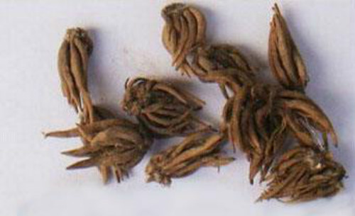 花毛茛开花后怎么处理 花毛茛怎么养第二年还能复花吗