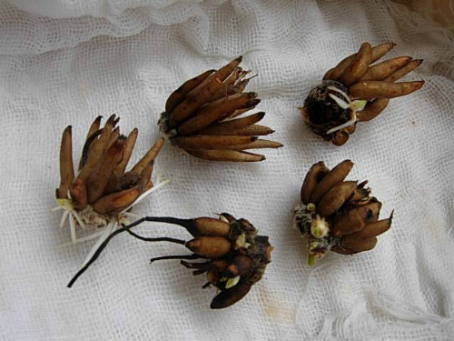 花毛茛开花后怎么处理 花毛茛怎么养第二年还能复花吗