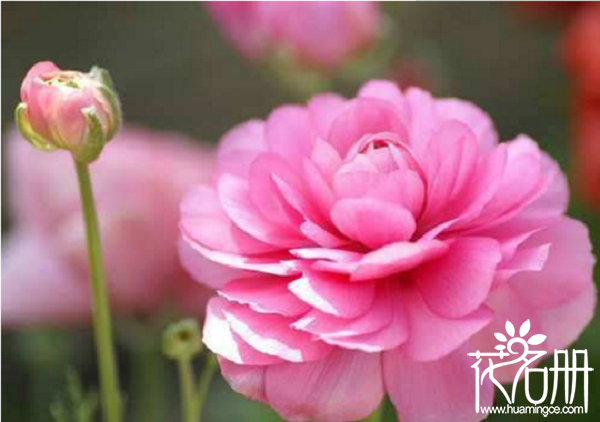 花毛茛什么时候开花，花毛茛一朵花能开多久