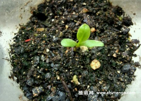 荷兰菊种子怎么种植